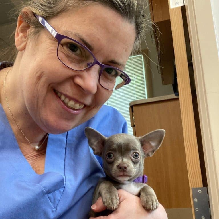 Vet in Falmouth, Vet in Falmouth for puppies, Vet in Falmouth for dogs, Vet in Falmouth large dogs, Vet in Falmouth for small dogs