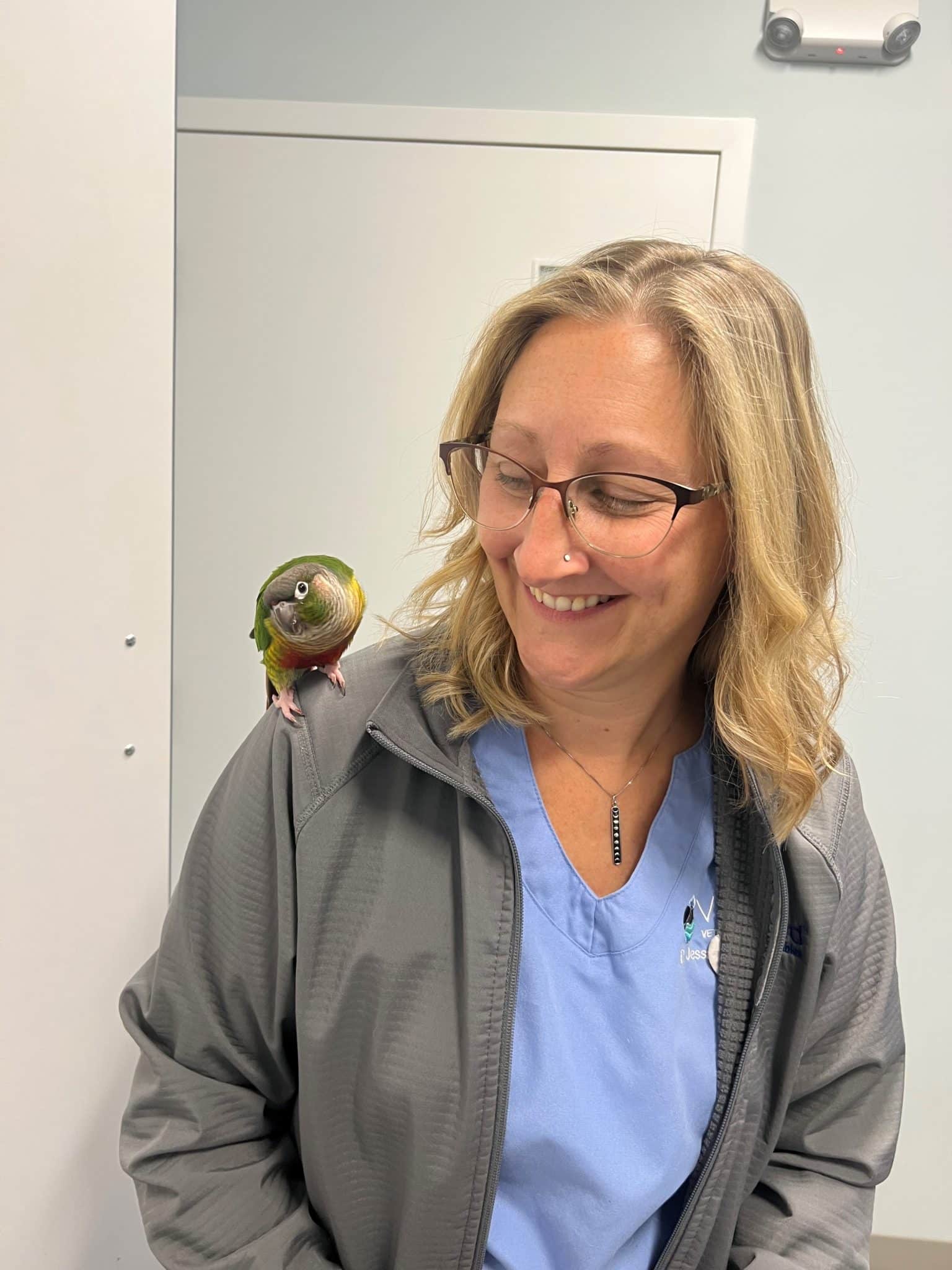 animal hospital near Cape Cod animal hospital near Cape Cod, Cape Cod veterinary clinic, Falmouth animal hospital