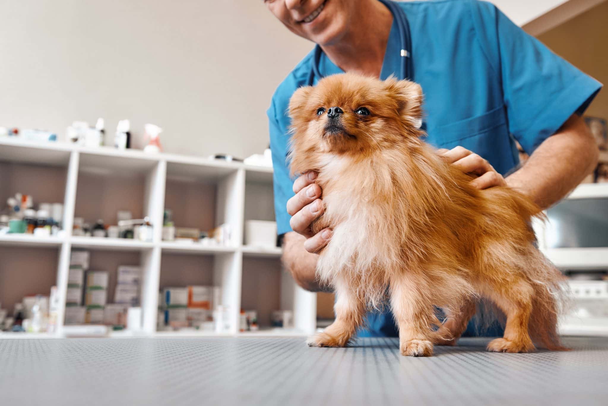 pet clinic near cape cod, vet in cape cod, veterinary services cape cod