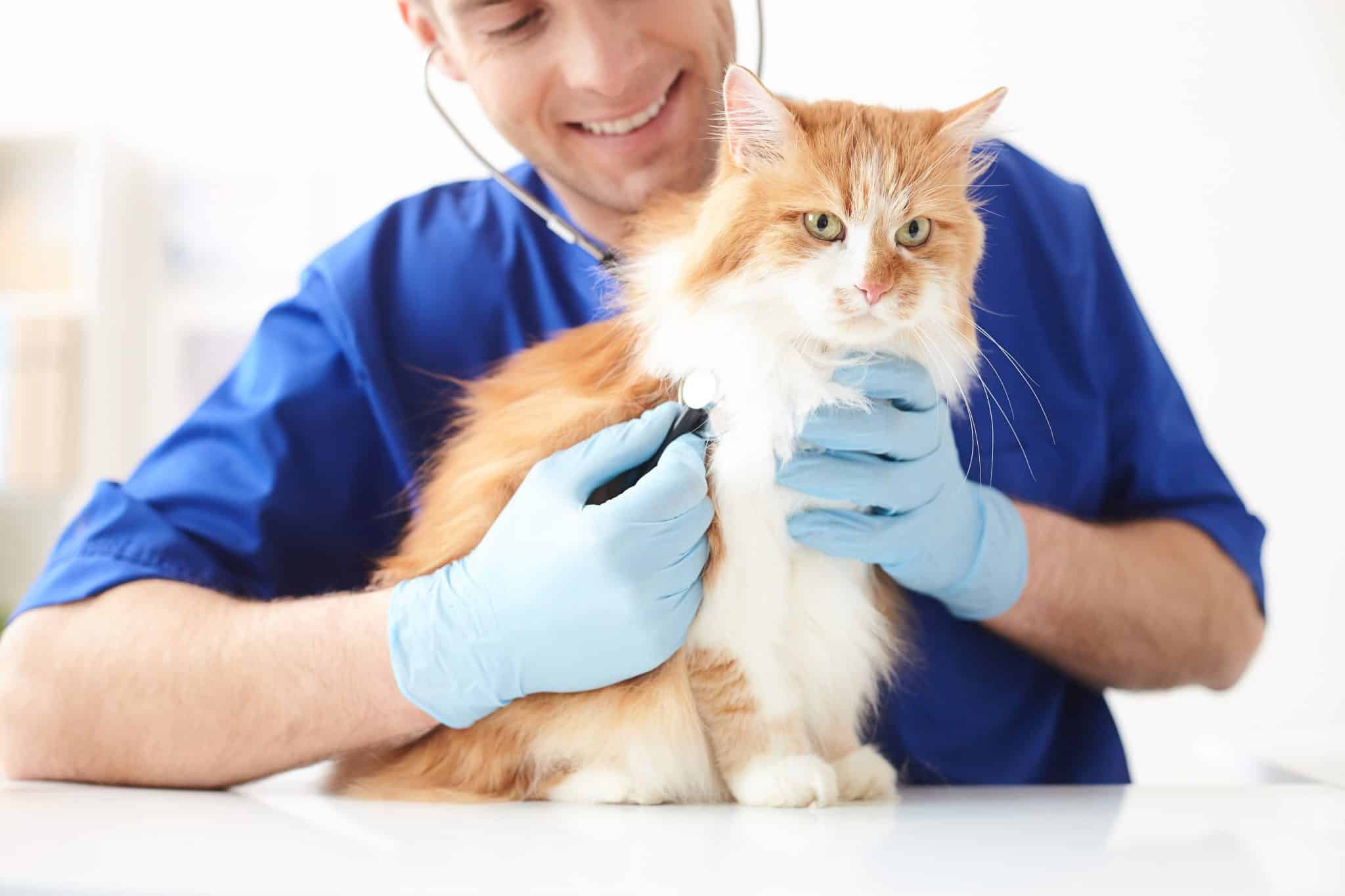 pet clinic near cape cod, vet in cape cod, veterinary services cape cod
